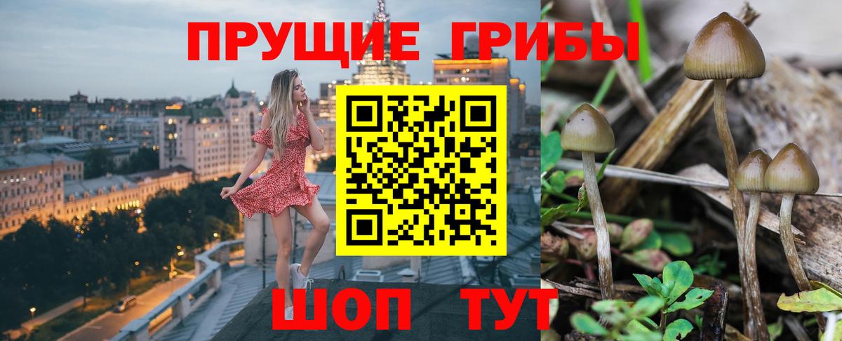 Галлюциногенные грибы Psilocybine cubensis Вышний Волочёк